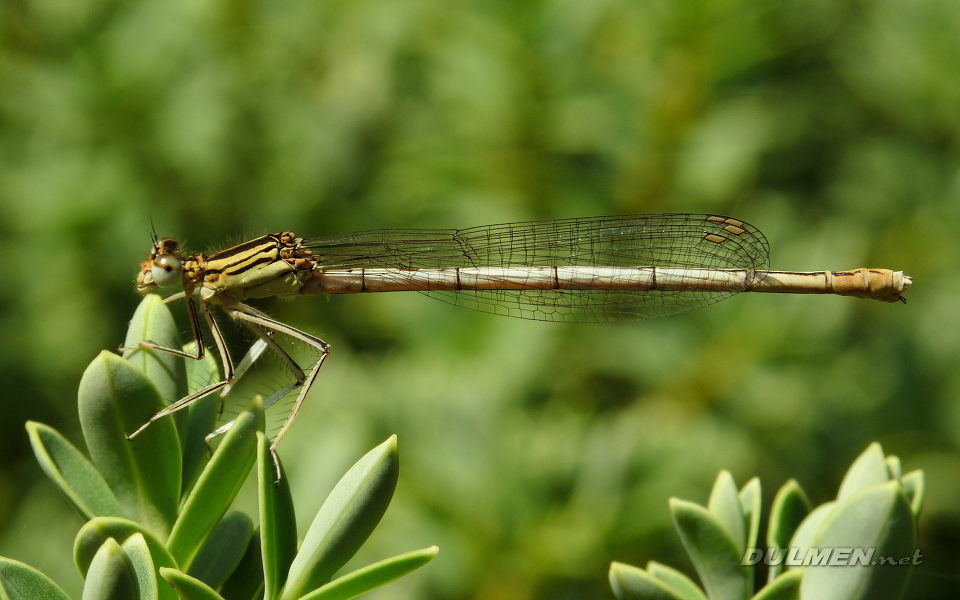 Blue Featherleg (Female, Platycnemis pennipes)